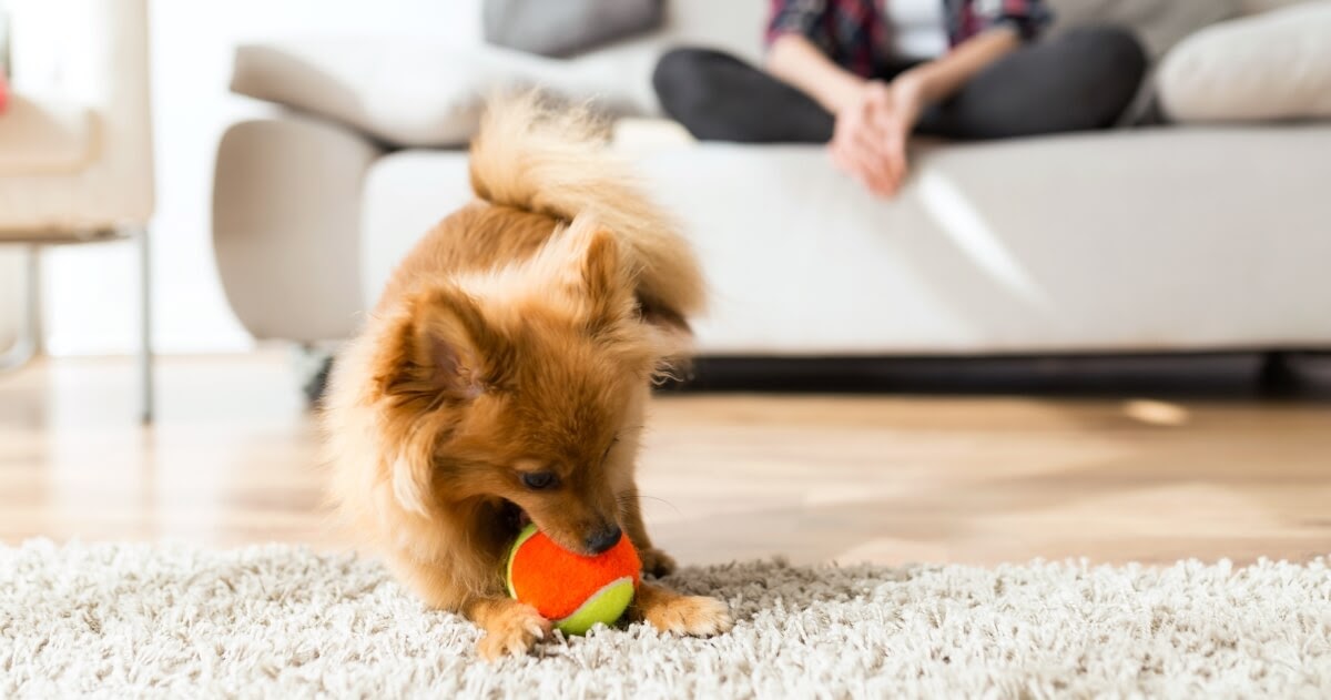 A Pooch’s Point of View? Why Do Dogs Like Squeaky Toys?